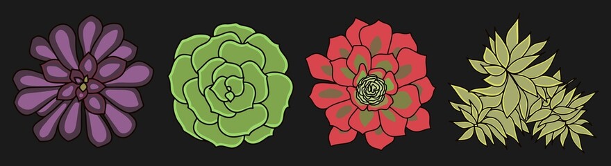 Set of different types of succulents. View from above. Isolated plants on a black background. Vector illustration.