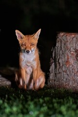 Obraz premium Fox at night in the countryside