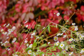 Small white autumn flowers on a crimson background. Wild grapes. Copy space. 