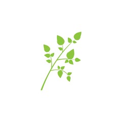 Moringa leaf illustration vector template