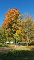 Naklejka premium autumn in the park