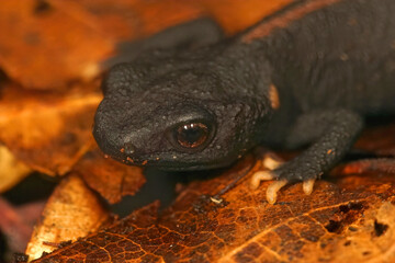 Closeup on the cryptic and endangered Tiannan Crocodile Newt, Tylototriton yangi
