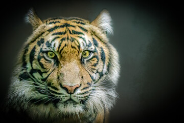 wild tiger portrait head with dark background