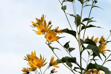 Jerusalem Artichoke, Jerusalem Sunflower, Sunchoke, Girasole - Helianthus tuberosus