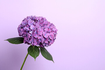 Branch of hortensia plant with delicate flowers on violet background. Space for text