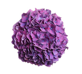 Delicate violet hortensia flowers on white background, top view