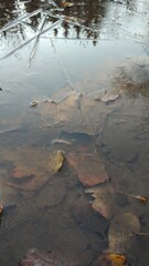 In the morning, the frost hit. Frozen puddles, leaves and reflections in the ice.