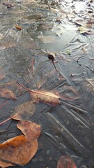 In the morning, the frost hit. Frozen puddles, leaves and reflections in the ice.