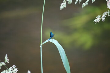 Blauflügel-Prachtlibelle - Gemeine Seejungfer 
 - Calopteryx virgo  4
