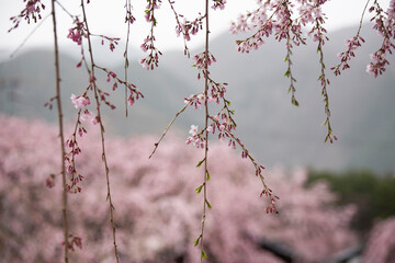 枝垂れ桜　しだれざくら　桜　日本的　日本の春