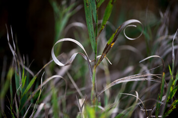 dried and green grass leaves 
