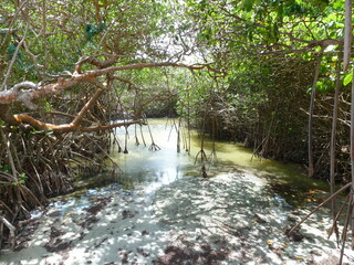 tropical beach with mangroves, caribbean