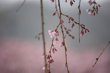 枝垂れ桜　しだれざくら　桜　日本的　日本の春