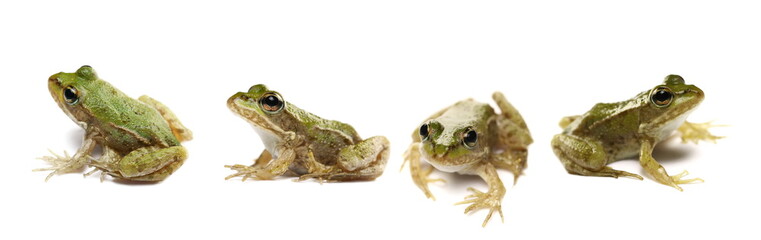 Set young Marsh Frog isolated on white, Pelophylax ridibundus