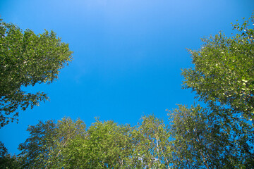 blue sky against a background of green trees