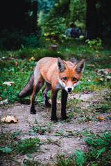 A beautiful young fox walks in the yard of a private house. Selective focus