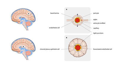 Diagram Illustrating Cerebrospinal Fluid CSF in the Brain Central Nervous System. Brain structure,2d graphic,