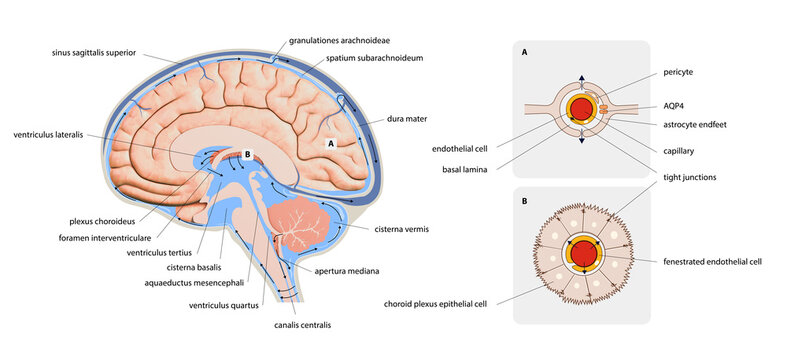 Diagram Illustrating Cerebrospinal Fluid CSF in the Brain Central Nervous System. Brain structure,2d graphic,