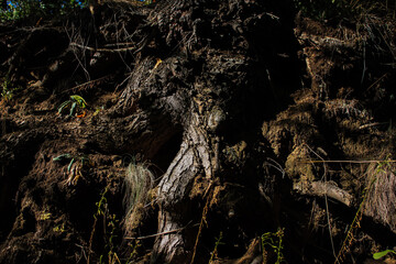 roots in the forest
