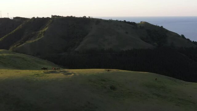 朝日が照らす岬の草原に住む野生馬