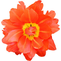 Red peony tulip flower close up, isolated object on white background.