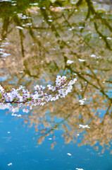 Cherry blossoms in full bloom shining on the lake