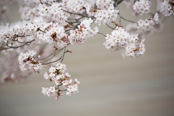 ソメイヨシノ　桜　桜の花　日本的　日本の春