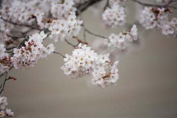 ソメイヨシノ　桜　桜の花　日本的　日本の春