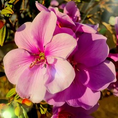 pink and white flowers