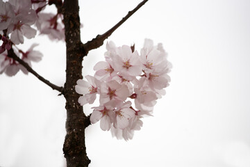 ソメイヨシノ　桜　桜の花　日本的　日本の春