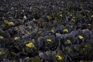 Juicy ripe cabbage grows in farm fields. A healthy rich vegetable for cooking. Cabbage head for vegetarians. A delicious and healthy product. A whole field of growing cabbage. A beautiful field 