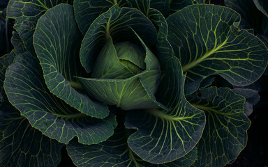 Fototapeta premium Juicy ripe cabbage grows in farm fields. A healthy rich vegetable for cooking. Cabbage head for vegetarians. A delicious and healthy product. A whole field of growing cabbage. A beautiful field 