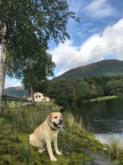 dog on the lake