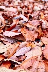 Obraz na płótnie Canvas 沢山の枯れ葉と落ち葉　秋のイメージ
