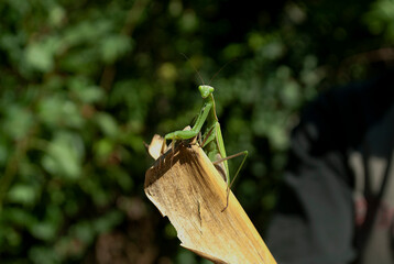 A man holds a praying mantis on a litter of corn. 