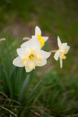 水仙　春　春の花