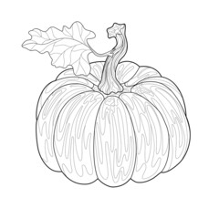 Hand drawn pumpkin with single leave. Vegetable. Autumn illusatration on a white isolated background. For coloring book.