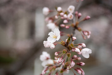 ソメイヨシノ　桜　桜の花　春　日本的