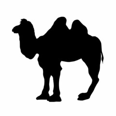 Silhouette of an animal camel isolated on a white background.Vector illustration.