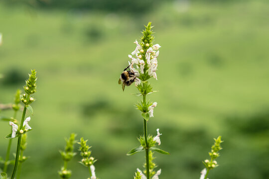 A honeybee pollinates a wild wildflower. Insect close-up. Blurred background.