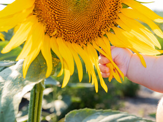 child chubby hand, five months, is touching a yellow sunflower flower, close-up