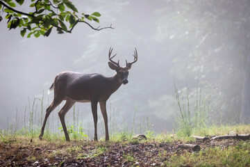 A large, male buck white tailed deer standing in the morning fog.