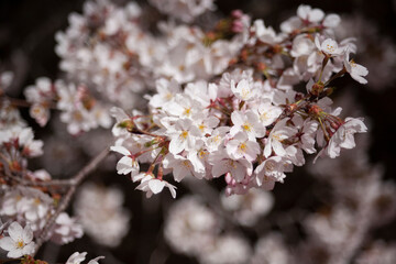 ソメイヨシノ　桜　桜の花　春　日本的