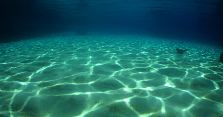 Fototapeta na wymiar underwater scene , pool sea , caribbean sea