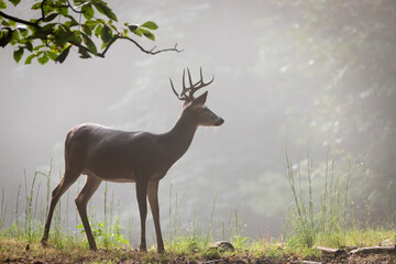 An 8 point male white tail deer standing in the fog in the Appalachian Mountains of Virginia.