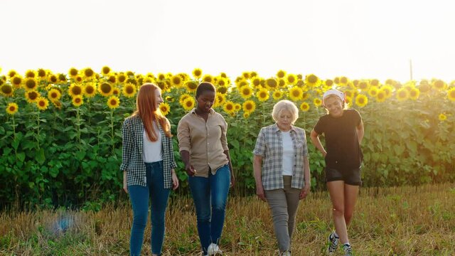 At sunset in the middle of sunflowers field group of young multiracial ladies and their grandmother very pretty woman walking together in front of the camera and have a conversation