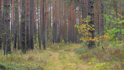Fototapeta premium The trail in the forest. Autumn pine forest.