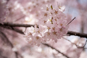 ソメイヨシノ　桜　桜の花　春　日本的