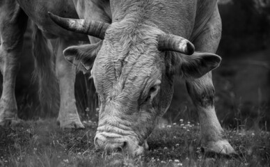 toro en el campo