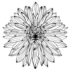 Dahlia flower in graphics, sketch vector graphic monochrome illustration on white background	
